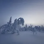 Havu In Pyhae/lapland Pyhätunturi