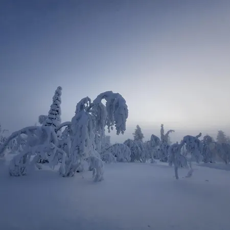 Havu In Pyhae/lapland Pyhätunturi